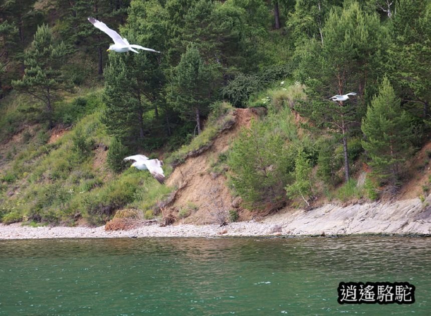 貝加爾湖遊船餵海鷗-俄羅斯駱駝