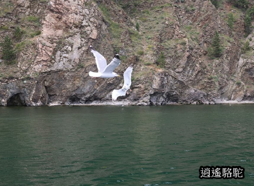 貝加爾湖遊船餵海鷗-俄羅斯駱駝