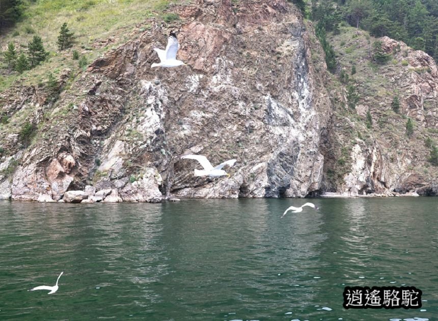 貝加爾湖遊船餵海鷗-俄羅斯駱駝