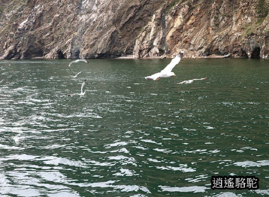 貝加爾湖遊船餵海鷗-俄羅斯駱駝