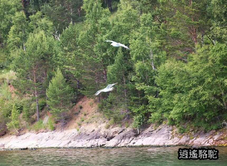 貝加爾湖遊船餵海鷗-俄羅斯駱駝