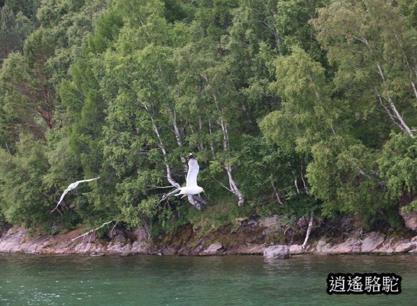 貝加爾湖遊船餵海鷗-俄羅斯駱駝