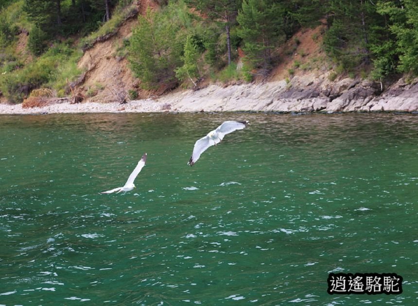 貝加爾湖遊船餵海鷗-俄羅斯駱駝