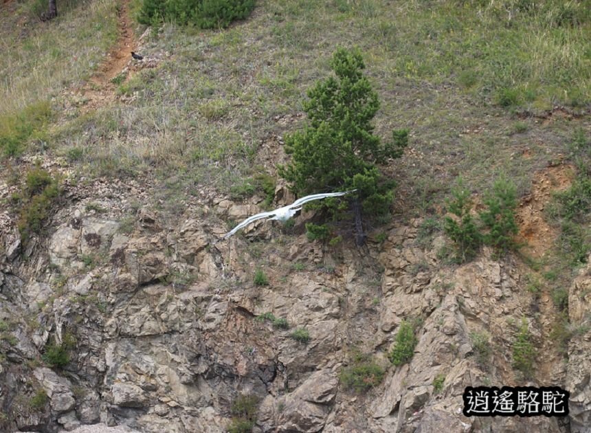 貝加爾湖遊船餵海鷗-俄羅斯駱駝