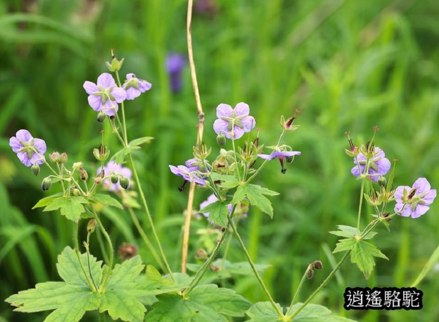 貝加爾湖遊船搶灘-俄羅斯駱駝