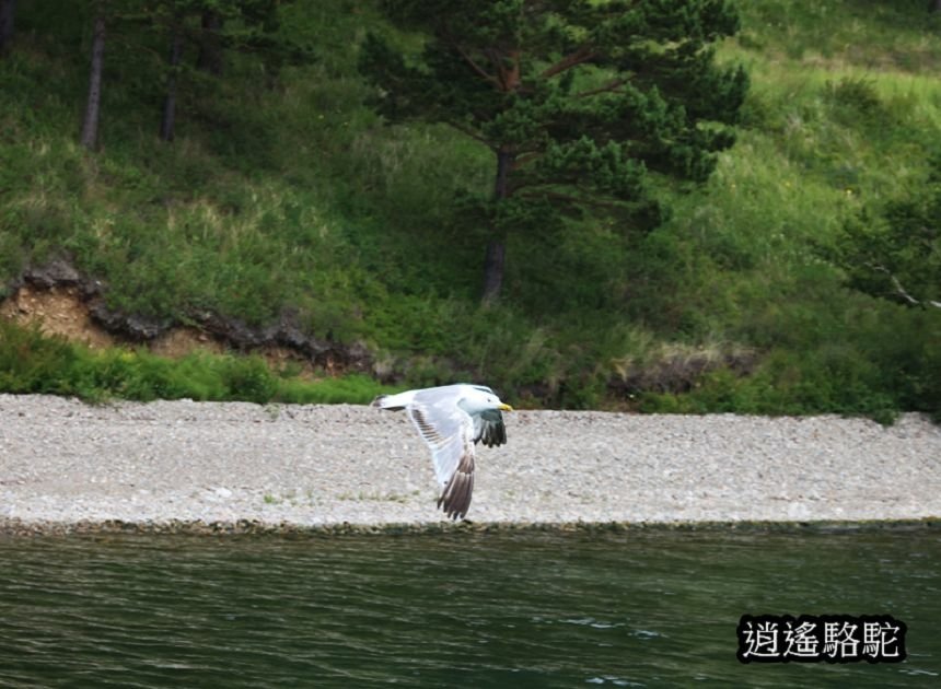 貝加爾湖遊船搶灘-俄羅斯駱駝