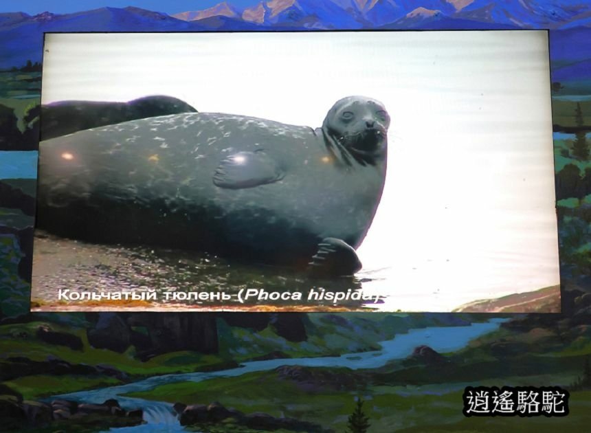 貝加爾湖生態博物館 Baikal Museum -俄羅斯駱駝