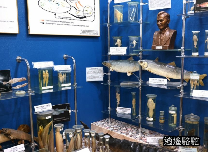 貝加爾湖生態博物館 Baikal Museum -俄羅斯駱駝