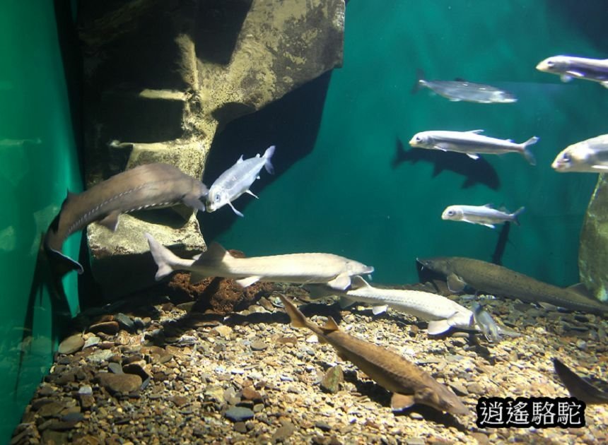 貝加爾湖生態博物館 Baikal Museum -俄羅斯駱駝