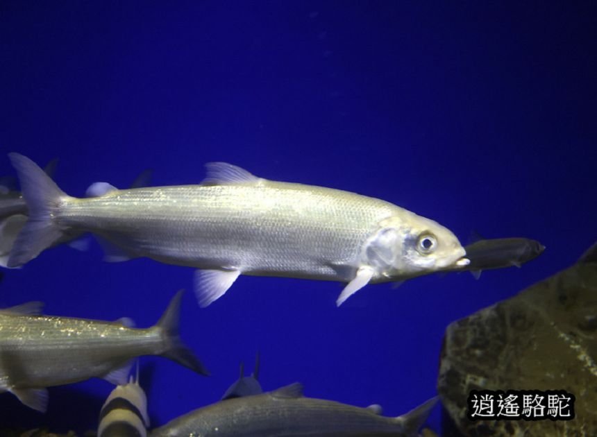 貝加爾湖生態博物館 Baikal Museum -俄羅斯駱駝