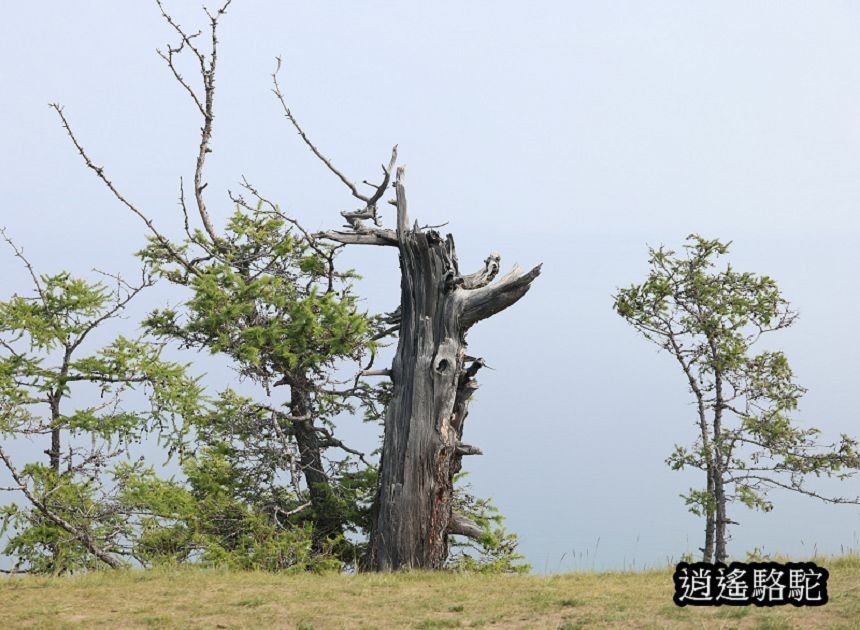 哈蘭茨的鱷魚與獅子-俄羅斯駱駝