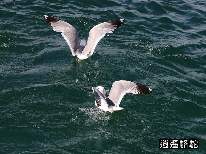 再會啦！奧利洪島-俄羅斯駱駝