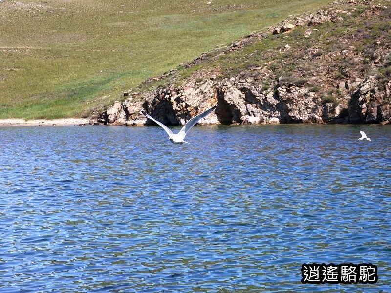 再會啦！奧利洪島-俄羅斯駱駝