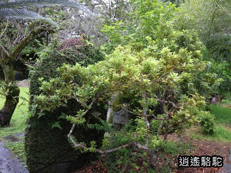 滂沱大雨來到盛夏的軌跡-花蓮駱駝