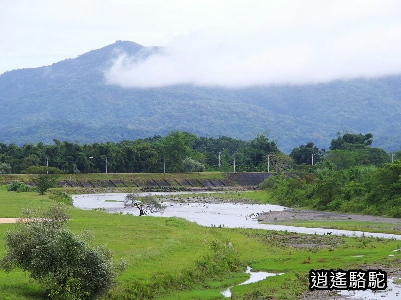 馬太鞍橋水牛不見-花蓮駱駝