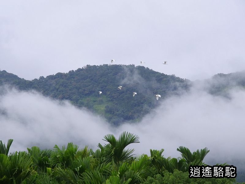 馬太鞍橋水牛不見-花蓮駱駝