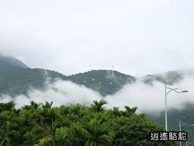 馬太鞍橋水牛不見-花蓮駱駝