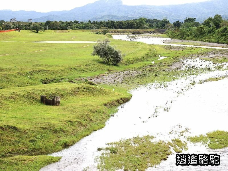 馬太鞍橋水牛不見-花蓮駱駝