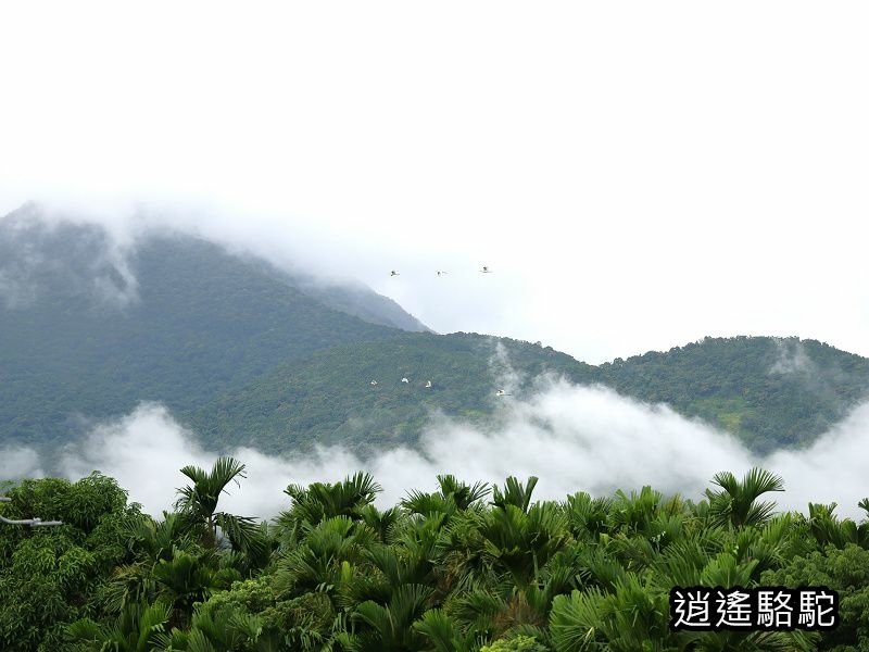 馬太鞍橋水牛不見-花蓮駱駝