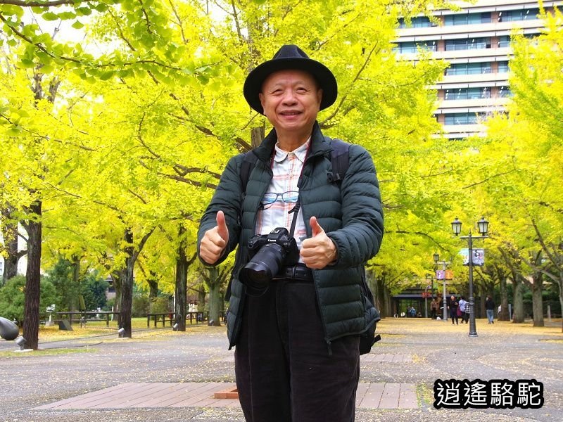 熊本縣廳前銀杏步道寫真-日本駱駝