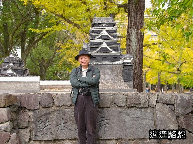 熊本縣廳前銀杏步道寫真-日本駱駝