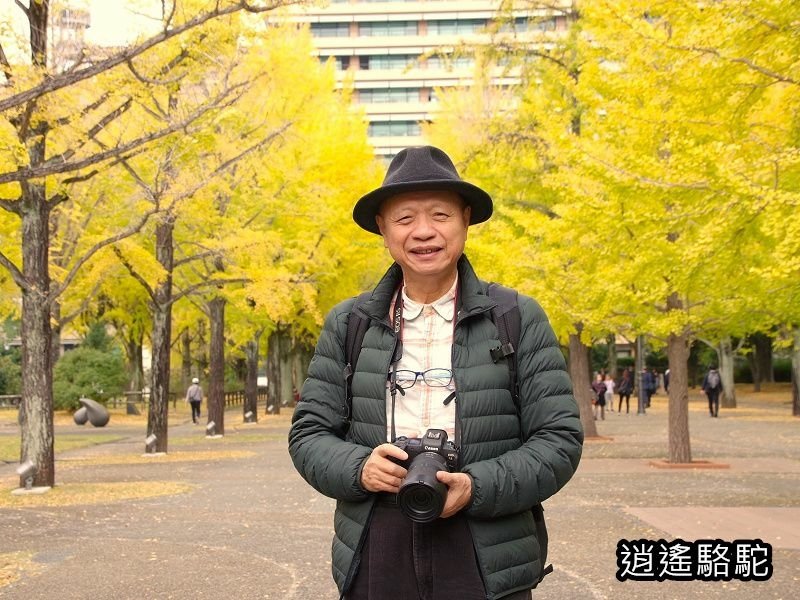 熊本縣廳前銀杏步道寫真-日本駱駝