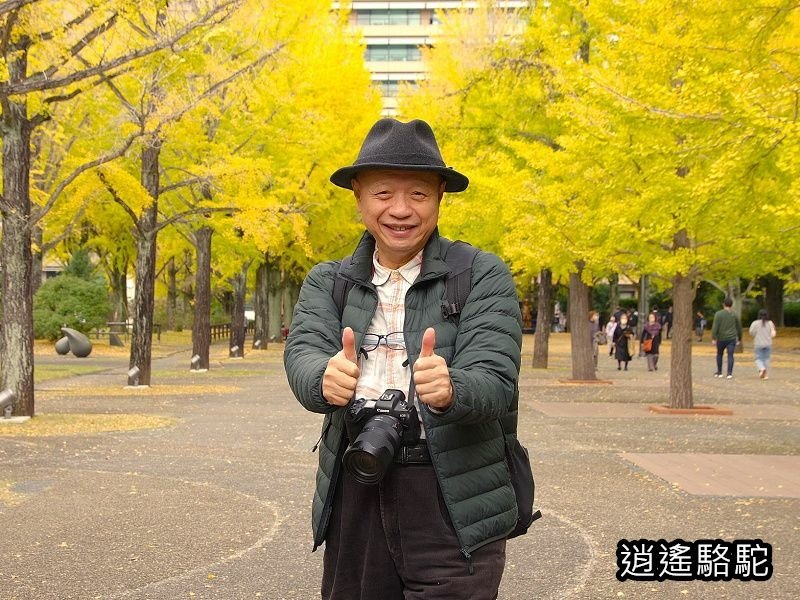 熊本縣廳前銀杏步道寫真-日本駱駝