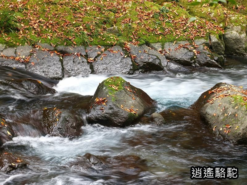 菊池溪谷游客中心-日本駱駝