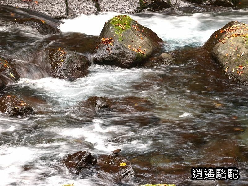 菊池溪谷游客中心-日本駱駝