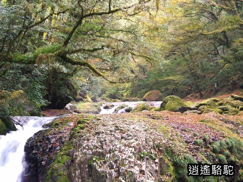 黎明瀑布(菊池溪谷)-日本駱駝