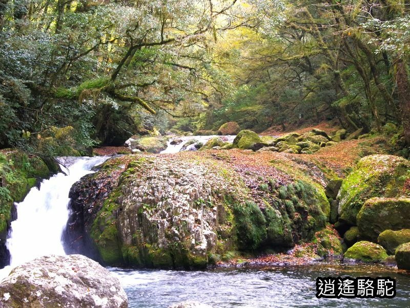 黎明瀑布(菊池溪谷)-日本駱駝