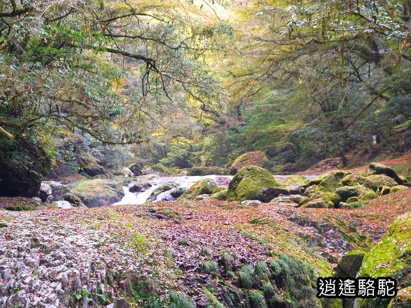 黎明瀑布(菊池溪谷)-日本駱駝