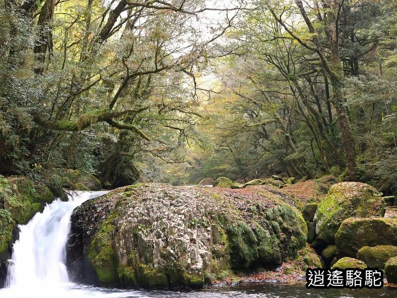 黎明瀑布(菊池溪谷)-日本駱駝