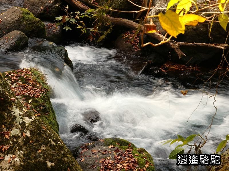 紅葉ヶ瀬(菊池溪谷)-日本駱駝