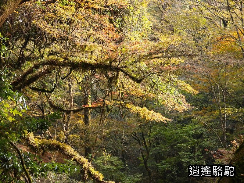 紅葉ヶ瀬(菊池溪谷)-日本駱駝