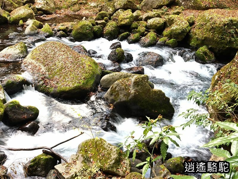 紅葉ヶ瀬(菊池溪谷)-日本駱駝