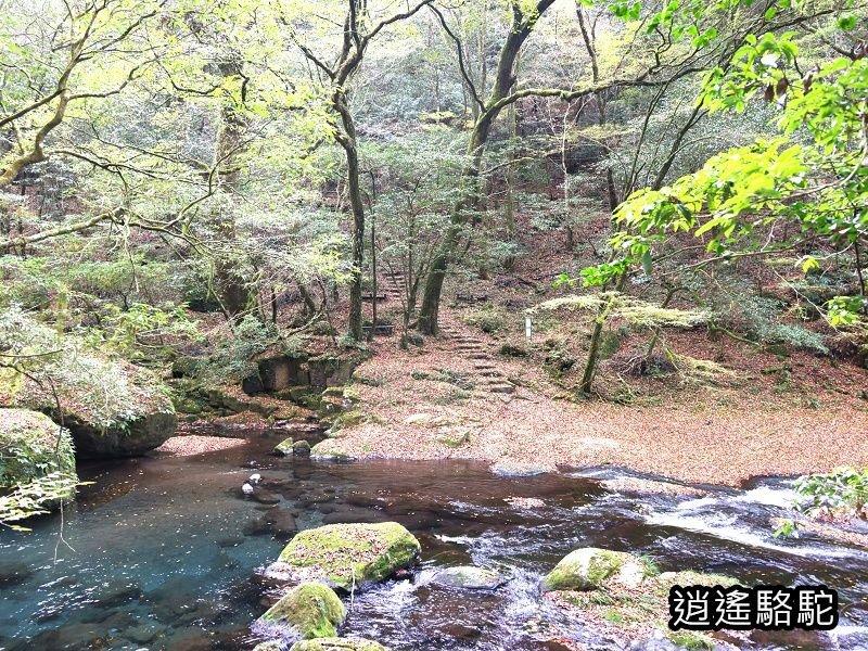 紅葉ヶ瀬(菊池溪谷)-日本駱駝