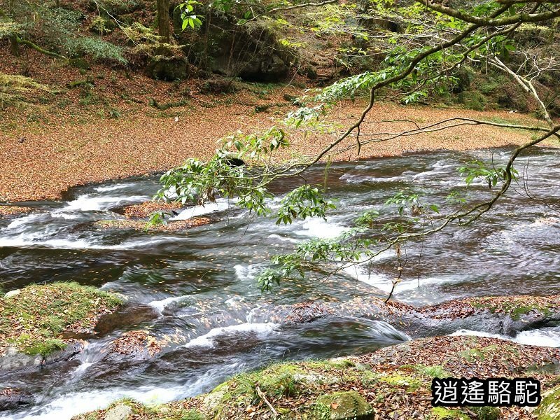 紅葉ヶ瀬(菊池溪谷)-日本駱駝