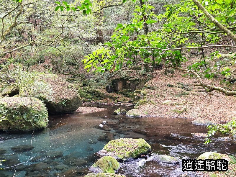 紅葉ヶ瀬(菊池溪谷)-日本駱駝