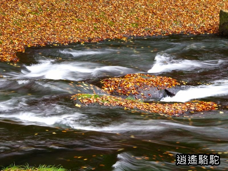 紅葉ヶ瀬(菊池溪谷)-日本駱駝