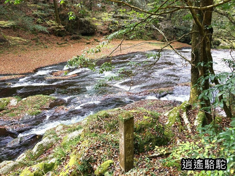 紅葉ヶ瀬(菊池溪谷)-日本駱駝