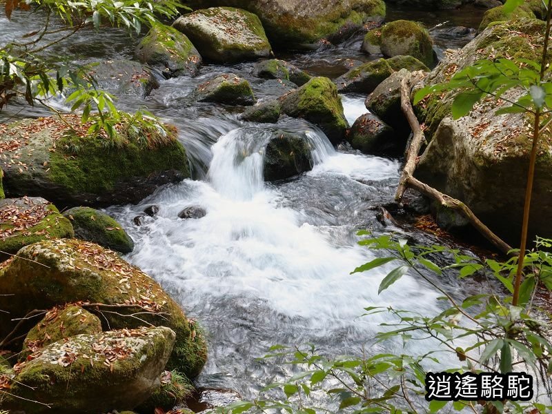 紅葉ヶ瀬(菊池溪谷)-日本駱駝