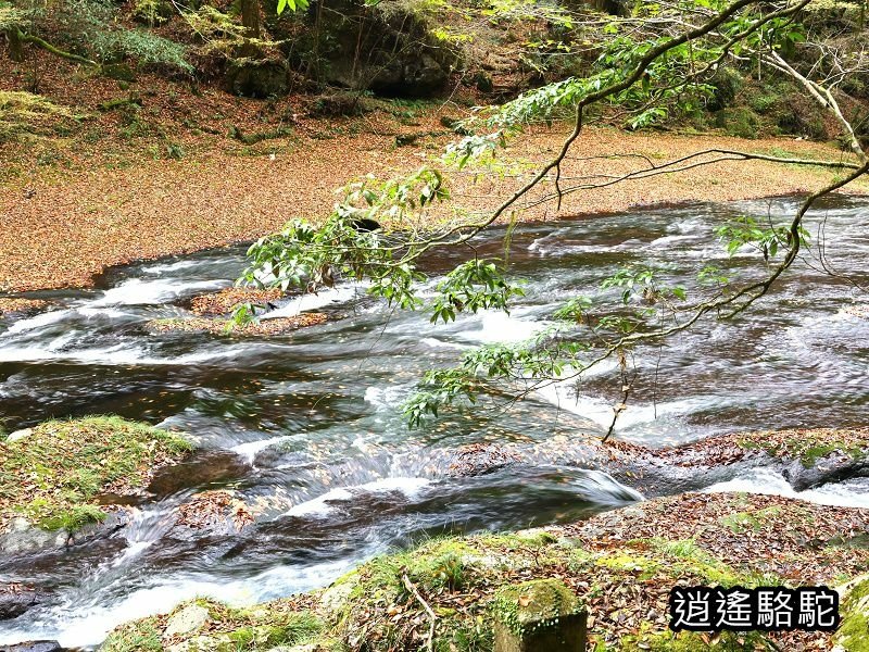 紅葉ヶ瀬(菊池溪谷)-日本駱駝