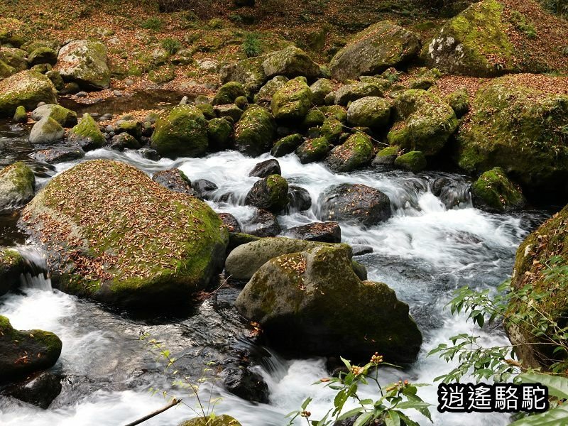 紅葉ヶ瀬(菊池溪谷)-日本駱駝