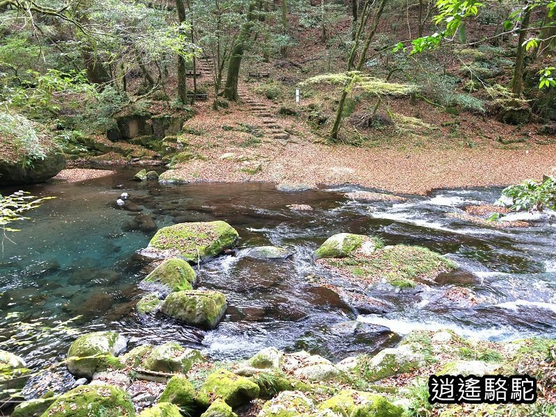 紅葉ヶ瀬(菊池溪谷)-日本駱駝