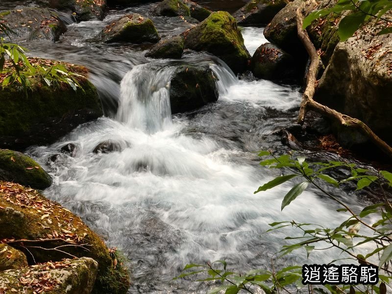 紅葉ヶ瀬(菊池溪谷)-日本駱駝