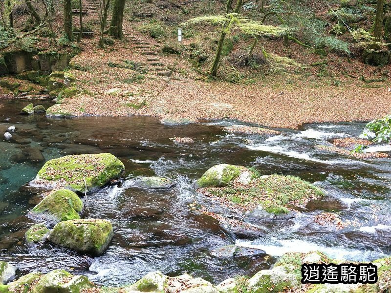 紅葉ヶ瀬(菊池溪谷)-日本駱駝