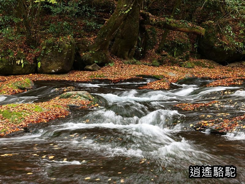 廣河原橋上游超滿喫-日本駱駝