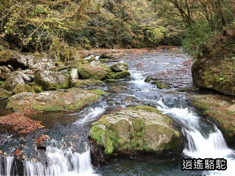 廣河原橋上游超滿喫-日本駱駝