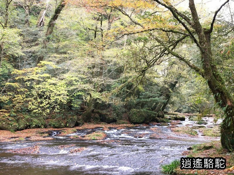 廣河原橋上游超滿喫-日本駱駝